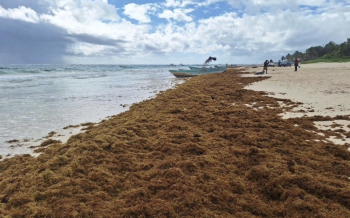 Tulum, en serios problemas por sargazo . El turismo severamente dañado